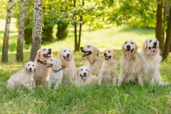 Cheat Sheet di Golden Retriever per aFamilyToday