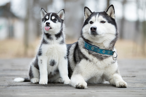 Husky siberiani per aFamilyToday Cheat Sheet