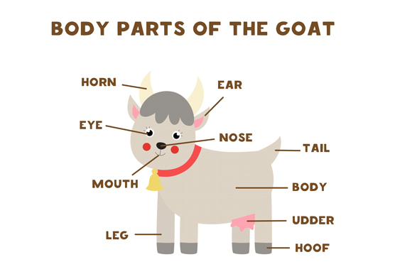 Anatomia di capra