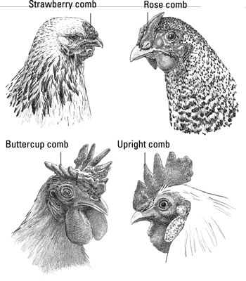 Le parti della testa e del collo di un pollo