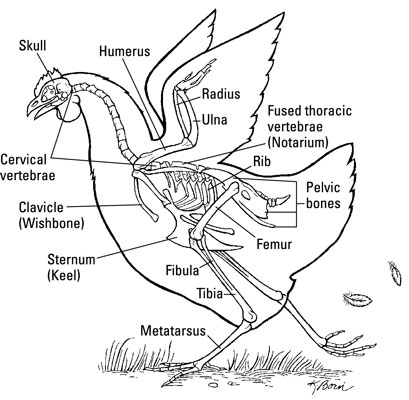 Lo scheletro di un pollo