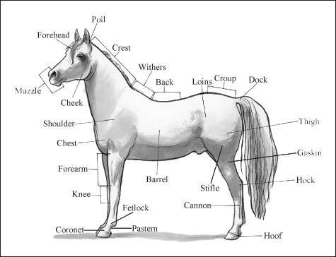 Identificazione di parti e segni del cavallo