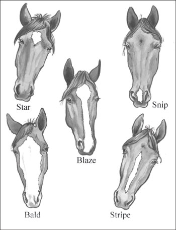 Identificazione di parti e segni del cavallo