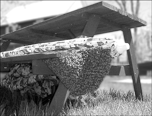Come prevenire la sciamatura durante l'apicoltura