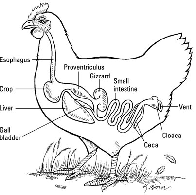 L'apparato digerente di un pollo