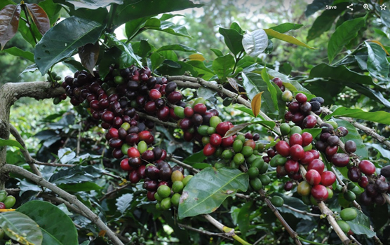 Il ciclo di vita del caffè: dal seme al raccolto