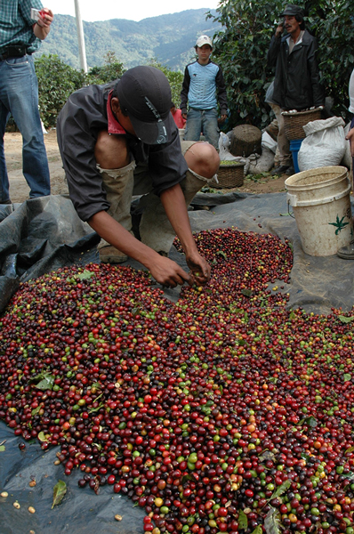 Il ciclo di vita del caffè: dal seme al raccolto