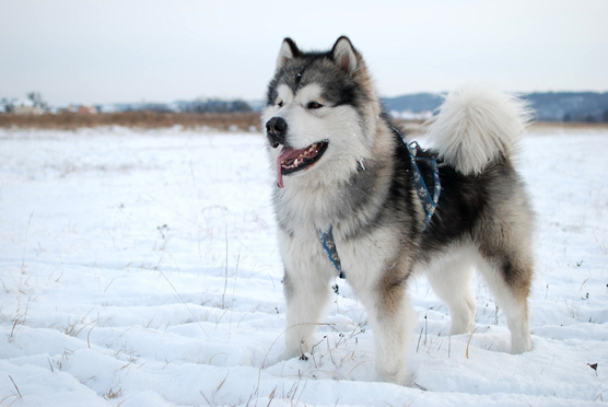 I sosia e gli impostori del Siberian Husky