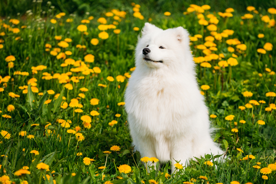 I sosia e gli impostori del Siberian Husky