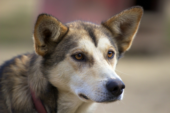 I sosia e gli impostori del Siberian Husky