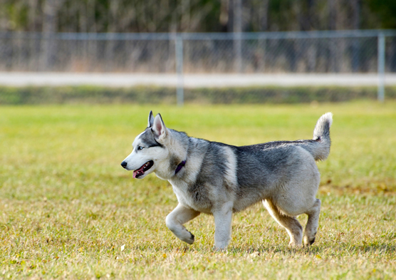 I sosia e gli impostori del Siberian Husky