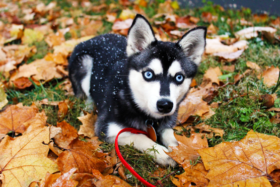 I sosia e gli impostori del Siberian Husky