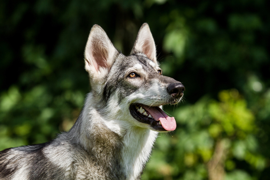 I sosia e gli impostori del Siberian Husky