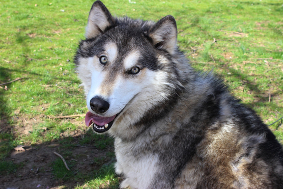 I sosia e gli impostori del Siberian Husky