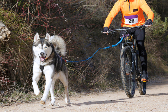 10 fantastiche attività per i husky siberiani