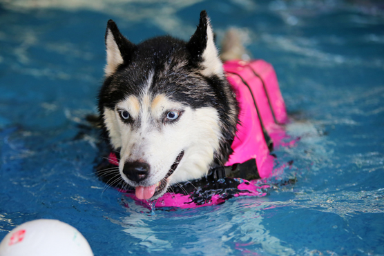 10 pericoli per i husky siberiani