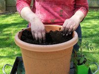 Giardinaggio in vaso: come piantare le verdure in vaso