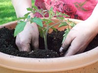 Giardinaggio in vaso: come piantare le verdure in vaso