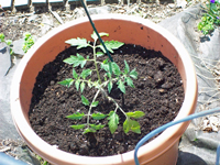 Giardinaggio in vaso: come piantare le verdure in vaso