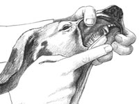 Come spazzolare i denti del tuo cane