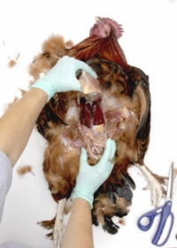 Necroscopia di un pollo: gli organi interni