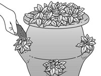 Come piantare un vaso di fragole