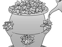 Come piantare un vaso di fragole