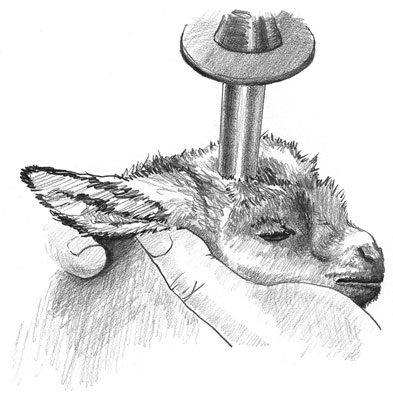 Come Disbudare un Capretto (Baby Goat)