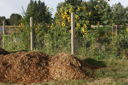Elementi Softscape comuni per il tuo giardino a misura di pollo