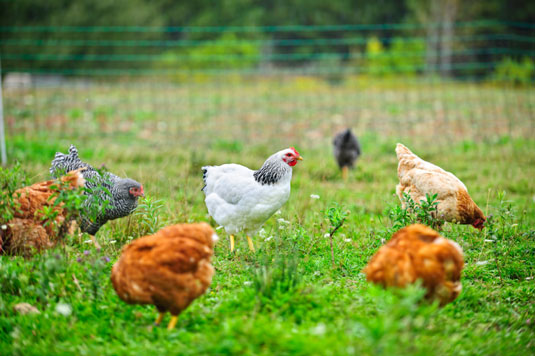 Comportamenti di pollo in un giardino