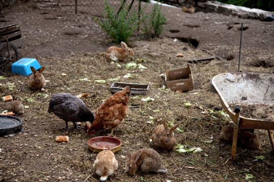 Comportamenti di pollo in un giardino
