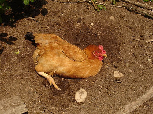 Comportamenti di pollo in un giardino