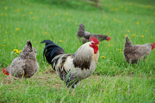 Comportamenti di pollo in un giardino