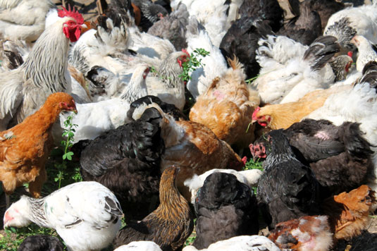 10 problemi comuni di pollo risolti