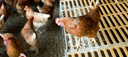 10 problemi comuni di pollo risolti