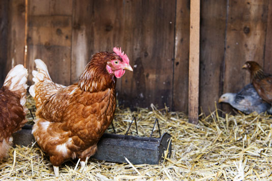 10 problemi comuni di pollo risolti