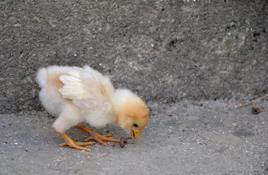 10 problemi comuni di pollo risolti