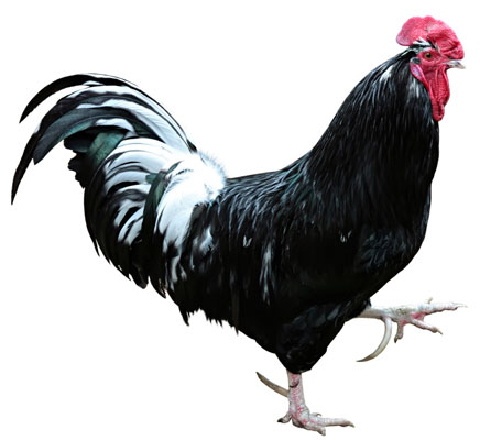 10 problemi comuni di pollo risolti