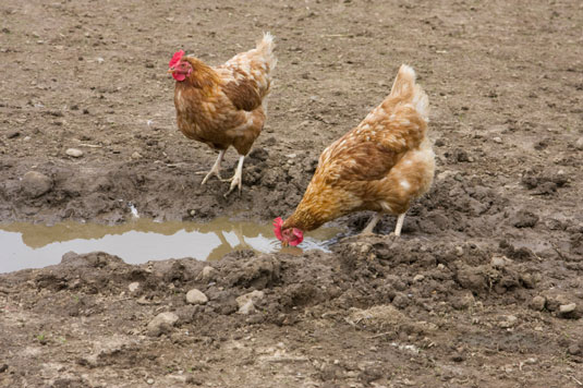 10 problemi comuni di pollo risolti