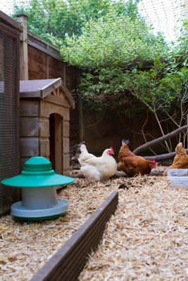 10 problemi comuni di pollo risolti
