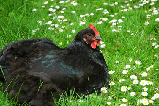 Come scegliere le razze di polli giuste per le tue esigenze di giardinaggio