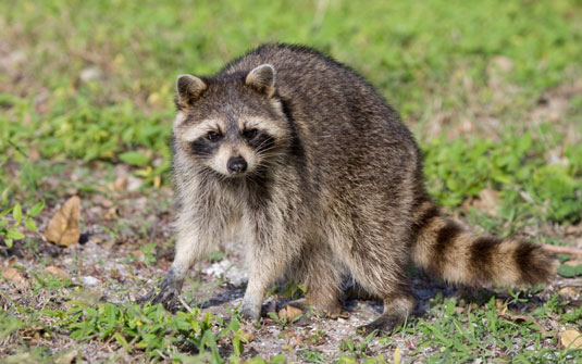 8 predatori comuni dei tuoi polli ruspanti
