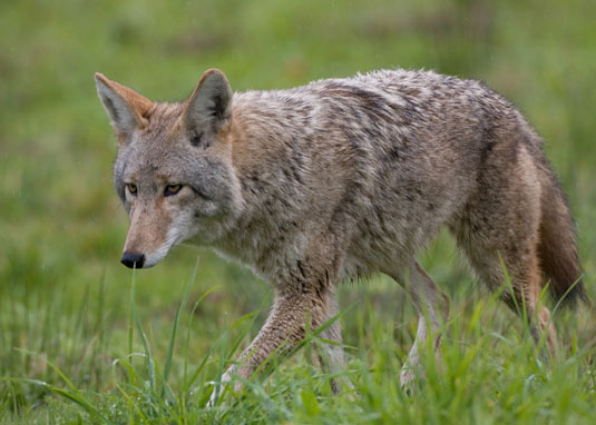 8 predatori comuni dei tuoi polli ruspanti