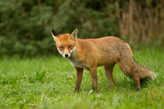 8 predatori comuni dei tuoi polli ruspanti