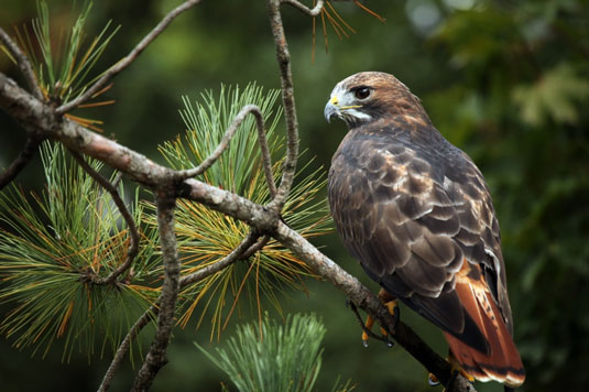 8 predatori comuni dei tuoi polli ruspanti