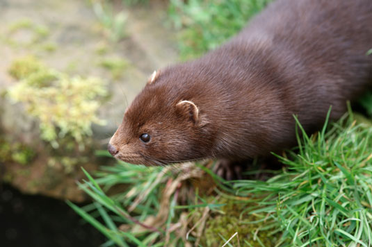 8 predatori comuni dei tuoi polli ruspanti