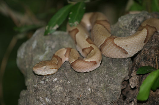 8 predatori comuni dei tuoi polli ruspanti