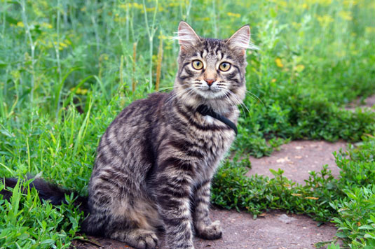 8 predatori comuni dei tuoi polli ruspanti