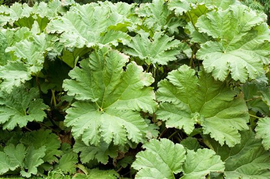 5 piante per riparare un punto umido nel tuo orto