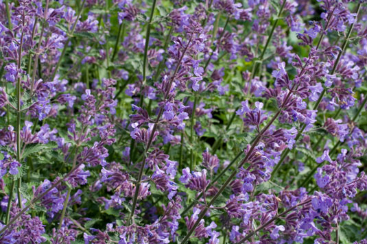 4 piante repellenti per insetti naturali per il tuo orto